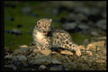 304052 Snow Leopard, Young Cub A4 Photo Print