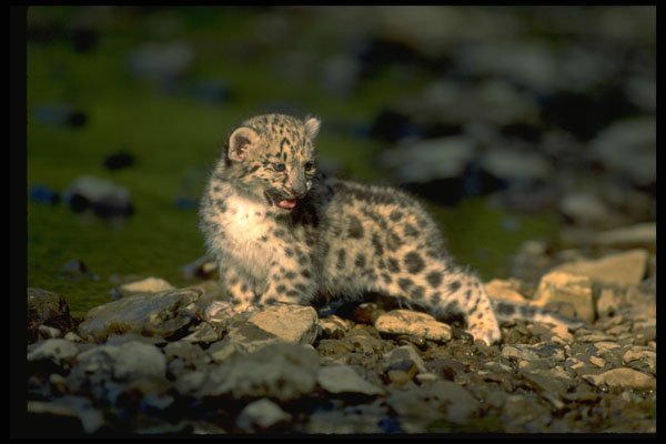 304052 Snow Leopard, Young Cub A4 Photo Print