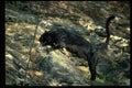 304053 Leopard, Black Phase A4 Photo Print