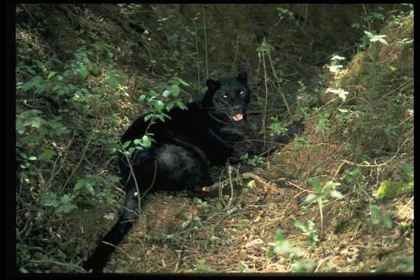 304054 Leopard, Black Phase A4 Photo Print