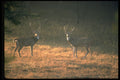 304055 Buck Confrontation At Dawn A4 Photo Print