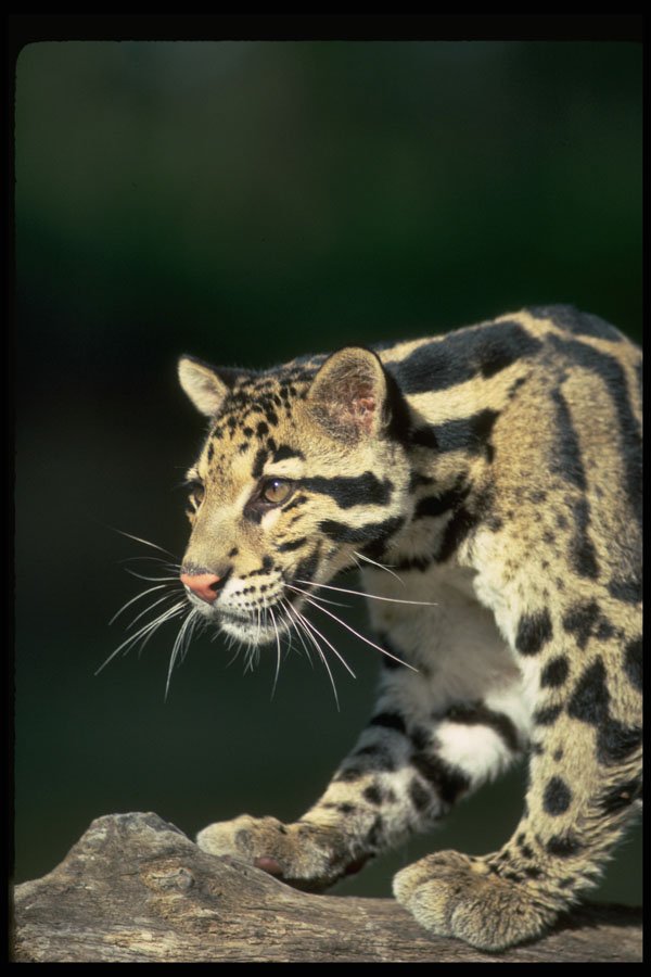 304056 Clouded Leopard, Head Shot A4 Photo Print
