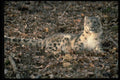 304057 Snow Leopard A4 Photo Print