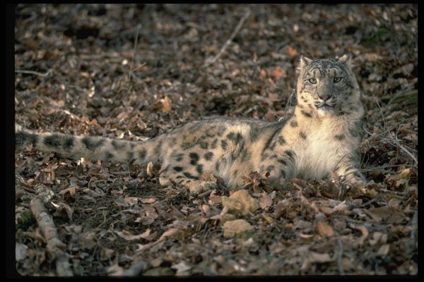 304057 Snow Leopard A4 Photo Print