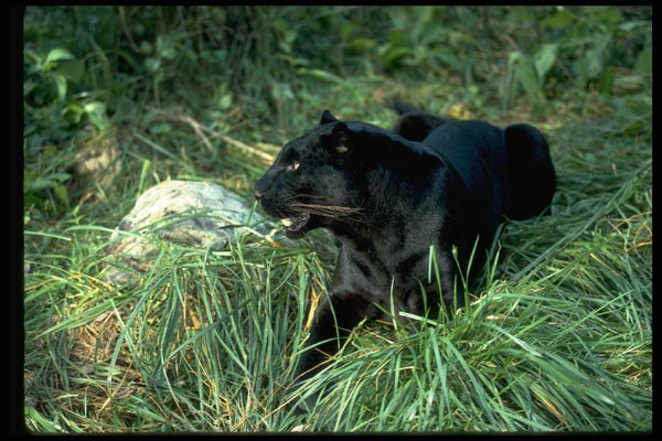 304058 Leopard, Black Phase A4 Photo Print