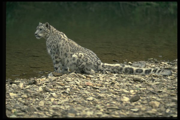 304059 Snow Leopard Beside River A4 Photo Print