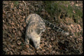 304060 Snow Leopard A4 Photo Print