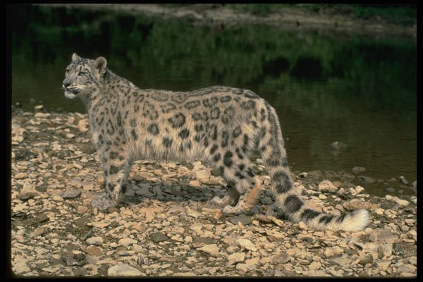 304061 Snow Leopard Beside River A4 Photo Print