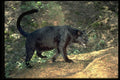 304062 Leopard, Black Phase A4 Photo Print