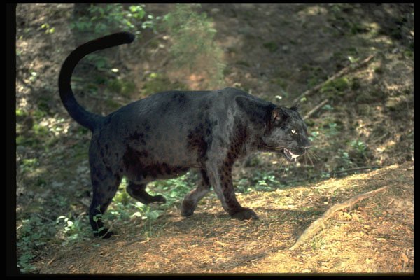 304062 Leopard, Black Phase A4 Photo Print