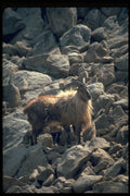 304063 Himalayan Tahr A4 Photo Print