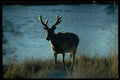 304064 Stag In Velevet A4 Photo Print