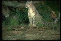304065 Snow Leopard On Rockface A4 Photo Print
