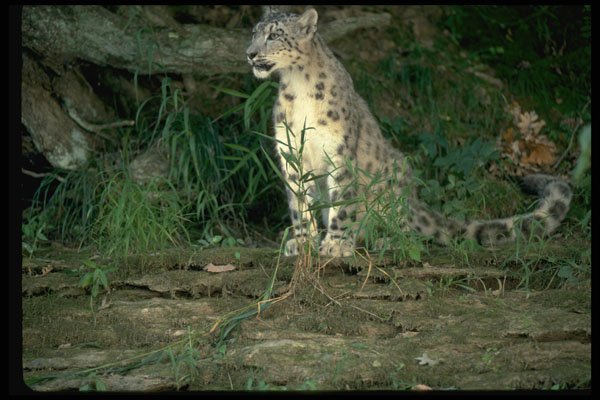 304065 Snow Leopard On Rockface A4 Photo Print