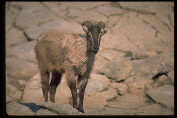 304066 Himalayan Tahr A4 Photo Print