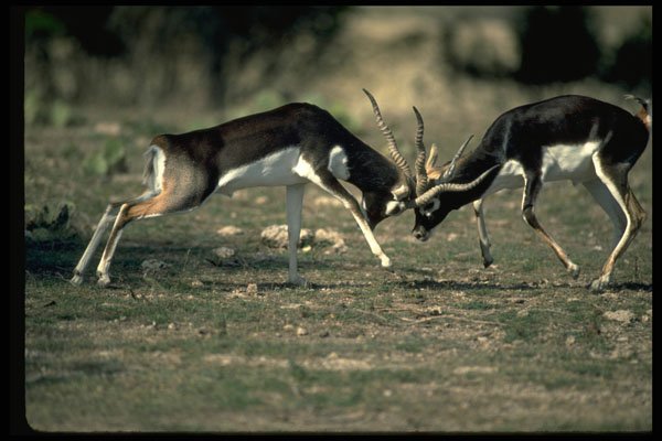 304067 Antelope Fighting A4 Photo Print