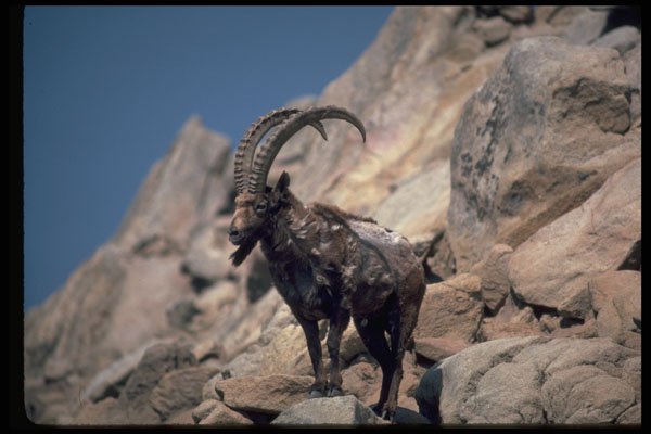 304068 Siberian Ibex A4 Photo Print