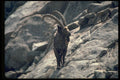 304069 Siberian Ibex A4 Photo Print