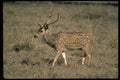 304070 Spotted Buck A4 Photo Print