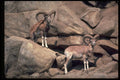 304071 Urial Sheep A4 Photo Print