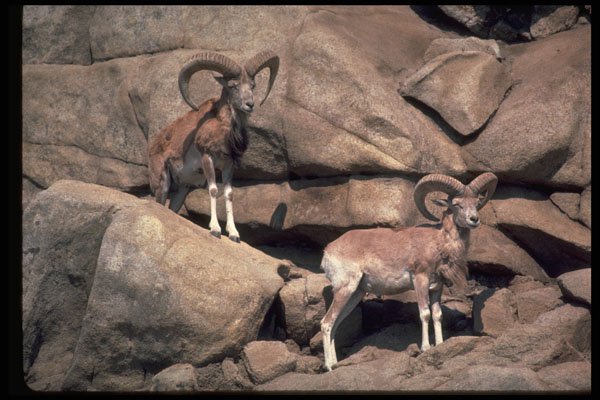 304071 Urial Sheep A4 Photo Print