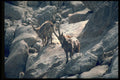 304072 Siberian Ibex A4 Photo Print