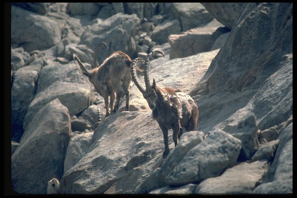 304072 Siberian Ibex A4 Photo Print