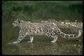 304073 Snow Leopard In River A4 Photo Print