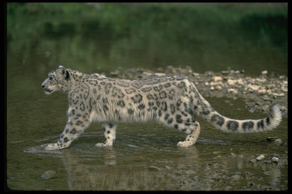 304073 Snow Leopard In River A4 Photo Print