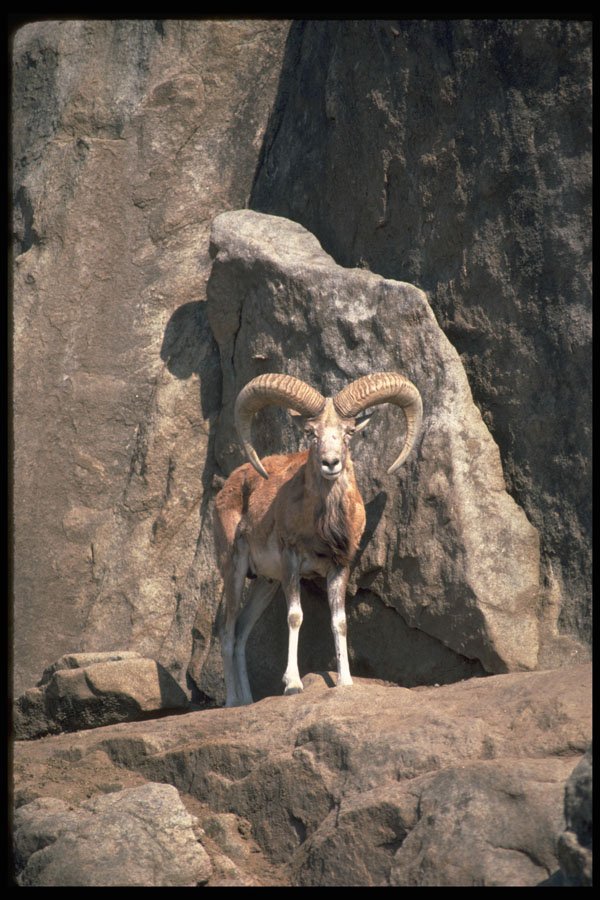 304074 Urial Sheep A4 Photo Print