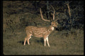 304075 Spotted Deer A4 Photo Print