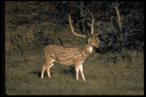 304075 Spotted Deer A4 Photo Print