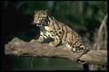 304076 Clouded Leopard On Log A4 Photo Print