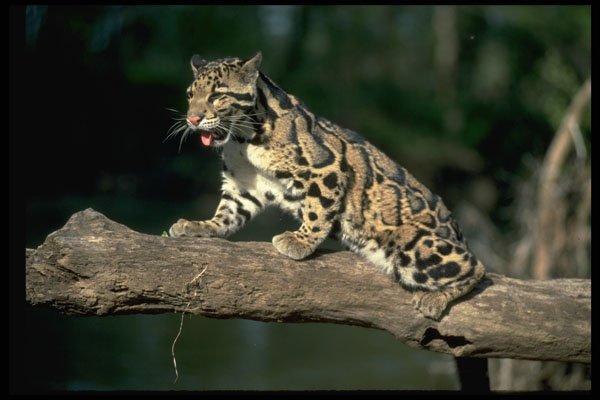 304076 Clouded Leopard On Log A4 Photo Print