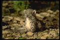 304077 Snow Leopard, Young Cub A4 Photo Print
