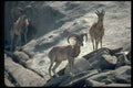 304078 Urial Sheep A4 Photo Print