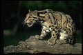 304079 Clouded Leopard On Log A4 Photo Print