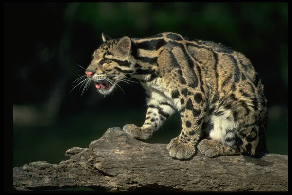 304079 Clouded Leopard On Log A4 Photo Print