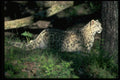 304080 Snow Leopard On Brushy Hillside A4 Photo Print