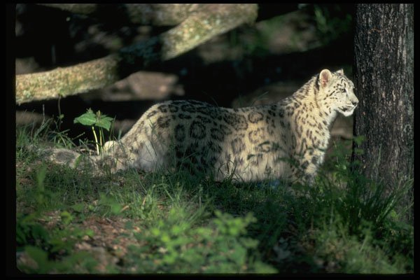 304080 Snow Leopard On Brushy Hillside A4 Photo Print
