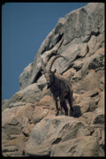 304081 Siberian Ibex A4 Photo Print