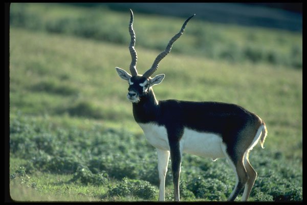 304082 Blackbuck Antelope A4 Photo Print