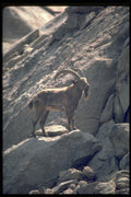 304083 Siberian Ibex A4 Photo Print