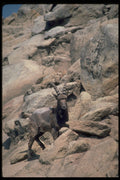 304084 Siberian Ibex A4 Photo Print