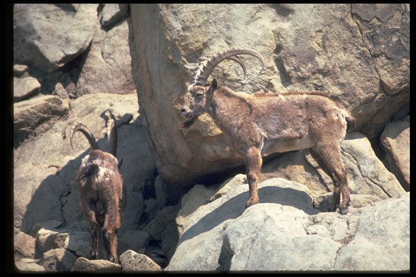 304085 Siberian Ibex A4 Photo Print