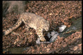 304086 Snow Leopard A4 Photo Print