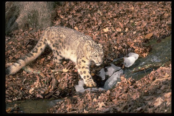 304086 Snow Leopard A4 Photo Print