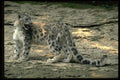 304087 Snow Leopard A4 Photo Print