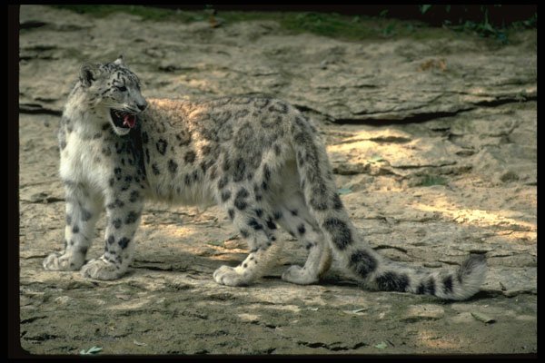 304087 Snow Leopard A4 Photo Print
