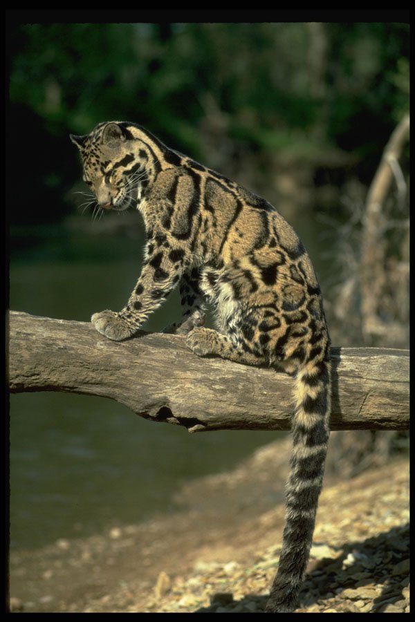 304088 Clouded Leopard On Log A4 Photo Print